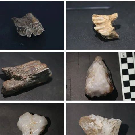 中国最早！山东一旧石器遗址出土距今9.9万年的磨制骨器_象牙