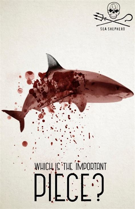 冲上热搜！网红否认用大白鲨做美食，到底吃的是哪种鲨鱼？是保护动物吗？ - 周到