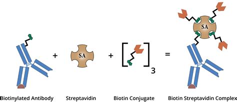 生物素和链霉亲和素（Biotin and Streptavidin） | 西安百萤生物科技有限公司