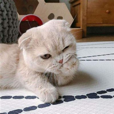 恶搞非主流猫头像