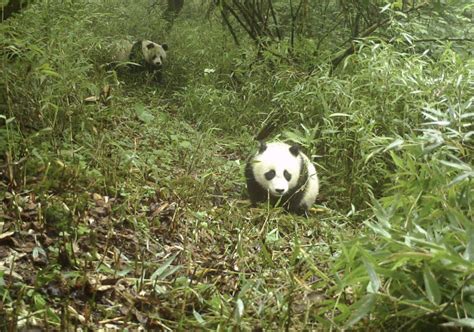 “国际熊猫日”献礼！野生大熊猫母子“同框”活动 - 世相 - 新湖南