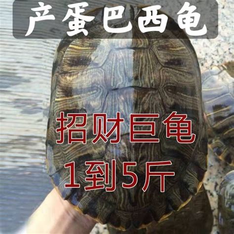 乌龟大龟特大巴西龟下蛋乌龟活物宠物招财龟镇宅长寿彩龟水龟外塘-淘宝网