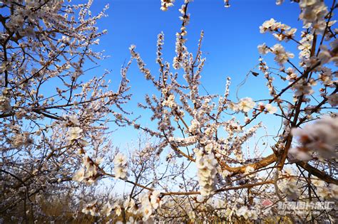 满眼杏花醉游人，欢迎来到新疆春天“第一站”