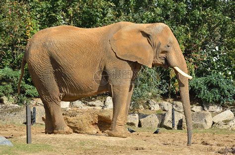 African大象的外形图高清图片下载-正版图片321418848-摄图网