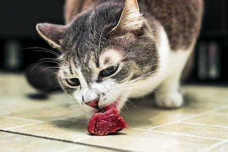 猫一天喂几次什么时候喂（猫咪不同年龄段的喂食原则） - 胖萌舍宠物网