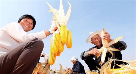 卖干玉米能多卖钱，有3种晒玉米的方法，能让玉米干得更快|玉米|干玉米|农民_新浪新闻