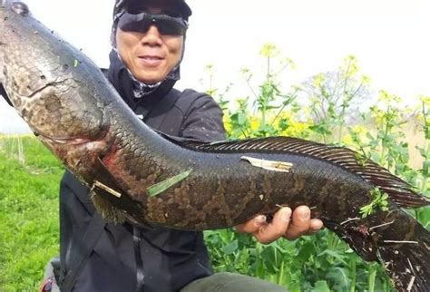 河里凶猛的鱼中之霸, 如今稀少要30元一斤|黑鱼|鱼|乌鱼_新浪新闻
