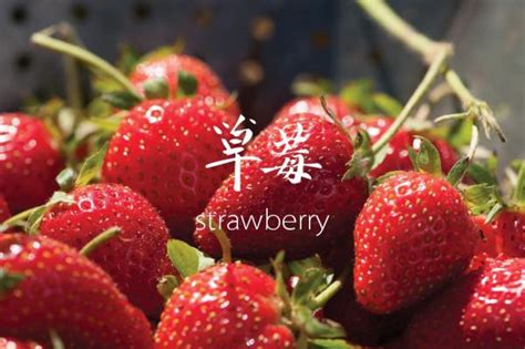 草莓的英语是什么 - 楚天视界