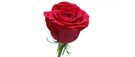 求婚用19朵玫瑰花代表什么意思 数字19的含义是什么_北京婚礼策划