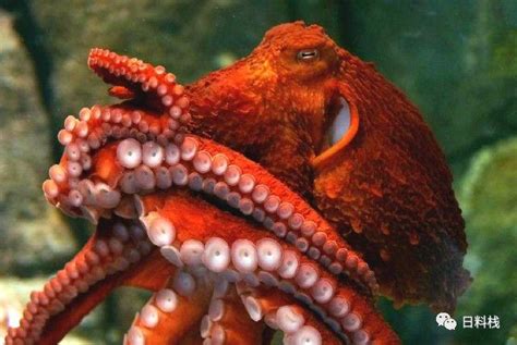 章鱼是如何交配的？一个用“鼻孔”繁殖的生物|章鱼|雄性|腕足_新浪新闻