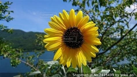 夏の向日葵の写真・画像素材[2415499]-Snapmart（スナップマート）