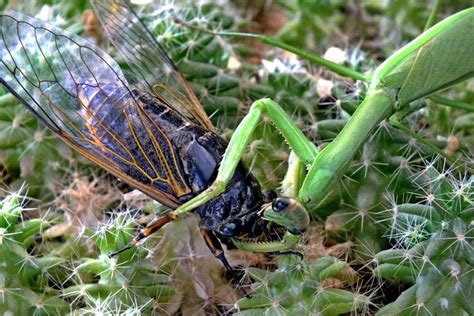 上演动物世界真实版“螳螂捕蝉，黄雀在后”