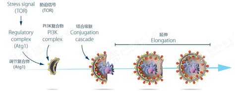 [题目]日本生物学家大隅良典通过对酵母菌饥饿处理激活了细胞的自噬作用.发现了细胞自噬机制.获得了 2016年诺贝尔生理学奖.细胞自噬是将细胞内 ...
