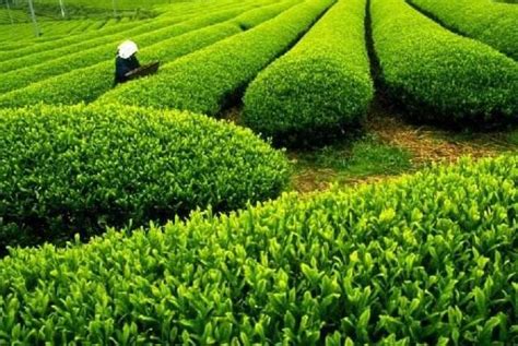 小程序开发给茶叶行业带来的优势