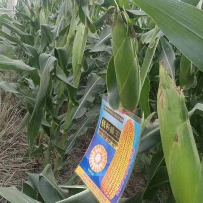 高产玉米新品种,特大穗超高产玉米品种,亩产4000斤的玉米_大山谷图库
