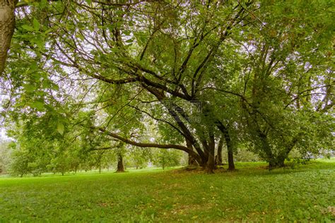 秋天初在城市公园里绿叶的大弯曲树被过滤了高清图片下载-正版图片303381166-摄图网