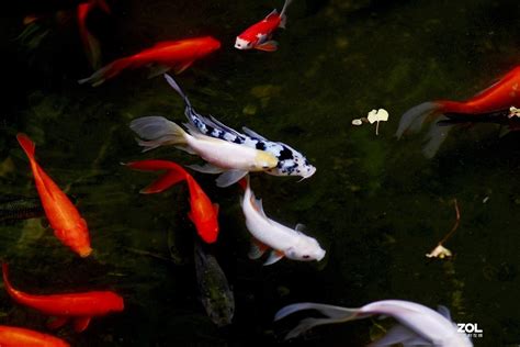 【观赏鱼摄影图片】鱼市生态摄影_太平洋电脑网摄影部落