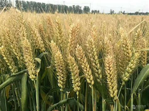 目前最好的小麦品种有哪些？分别适合什么地区种植？ - 惠农网