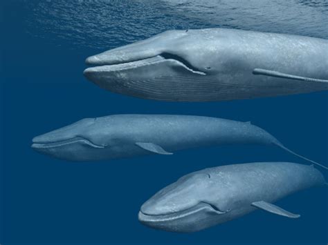 蓝鲸,两只动物,观看鲸鱼,鲸,自然,水平画幅,无人,绘画插图,巨大的,水下摄影素材,汇图网www.huitu.com