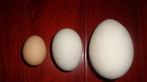 鸡蛋、鸭蛋、鹌鹑蛋，哪种更有营养？怎么选？还不知道的亏大了_深圳新闻网