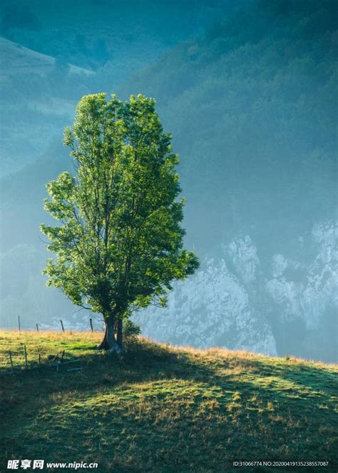 一棵树,春天,天空,留白,草坪,夏天,草,彩色图片,风景,清新摄影素材,汇图网www.huitu.com