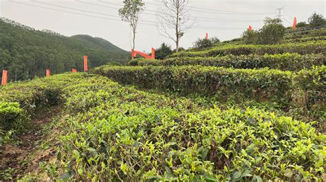 江门鹤山：满园春芽吐新绿！双合2021年第一杯春茶要来了！