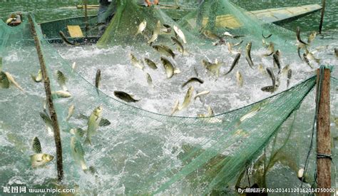 韩国泰安传统捕鱼节开幕 游客用古法捕鱼妙趣横生