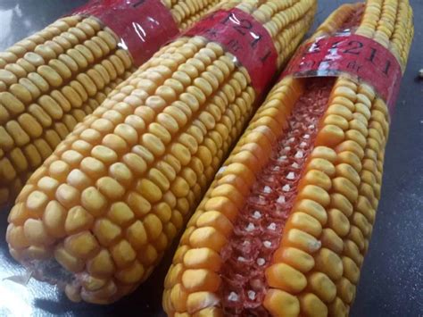 常见的玉米品种介绍 - 惠农网
