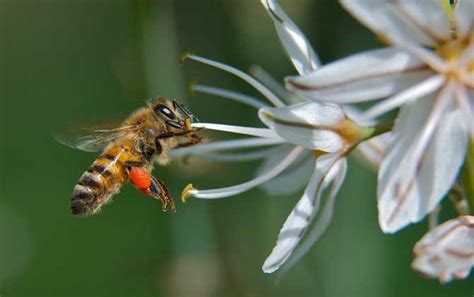 蜜蜂诗精选一十二首 蜜蜂两股大如茧，应是前山花已开_百花