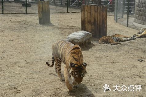 北京野生动物园-老虎图片-北京周边游-大众点评网