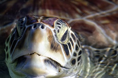 海龟是哺乳动物类吗 - 业百科