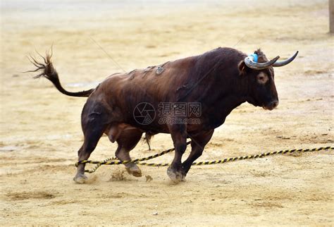 在斗牛场上在斗牛比赛中的高清图片下载-正版图片504602813-摄图网