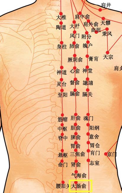 后背俞的准确位置图片,肺的最简单的位置,12背的准确位置图(第11页)_大山谷图库