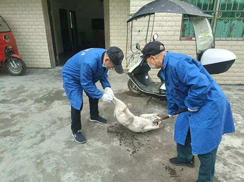 张掖市畜牧兽医局-民乐县新天镇积极开展春季重大动物疫病防控工作
