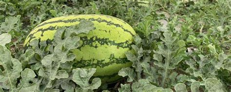 西瓜亩产量一般是多少公斤，西瓜一般在几月份种植-农百科