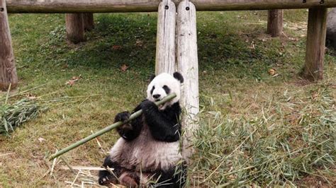 中国专家组本月出发赴美调查大熊猫“乐乐”死因|孟菲斯动物园|大熊猫|死因_新浪新闻