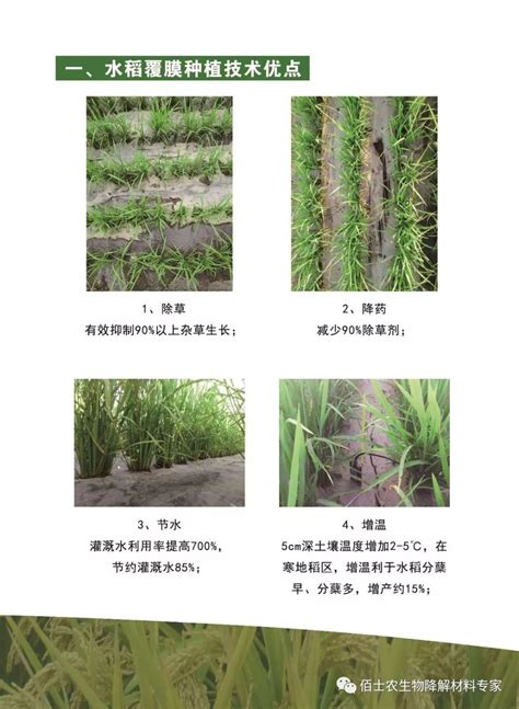 江苏苏州：水稻覆膜机插新技术试验展开-人民图片网
