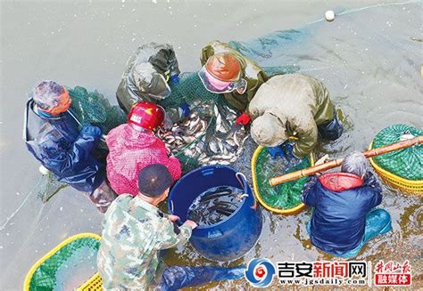 日本市场进口活鳗消费量低迷依旧_中国水产流通与加工协会