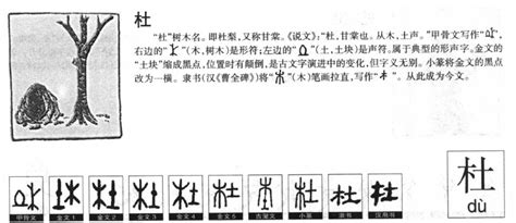 《杜》字义，《杜》字的字形演变，小篆隶书楷书写法《杜》 - 说文解字 - 品诗文网