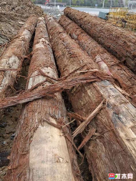 我厂区出售新鲜松木和杉木原木，长度/直径按要求采伐，货在贵州地区！ - 正材网