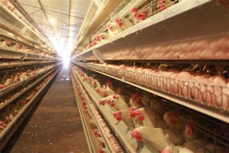 兰陵县新兴镇：自动化肉鸡养殖让群众鼓起“钱袋子” - 焦点图 - 临沂频道