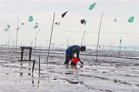 温岭箬横：泥里“淘金”，6000亩滩涂田特色养殖开辟富民路-台州频道