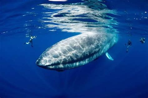 鲸落——鲸鱼留给大海最后的温柔 - 知乎