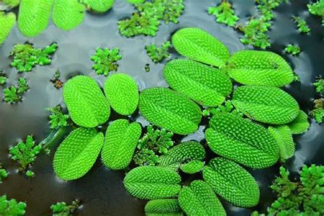 浮水植物之浮萍种类大盘点-浮水植物