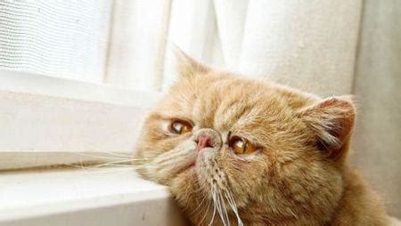 为什么猫咪总会在家门口等主人回家呢？|主人|猫咪|爱猫_新浪新闻