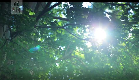 4K阳光照射透光的绿叶初夏唯美意境空镜实拍视频视频特效素材-千库网