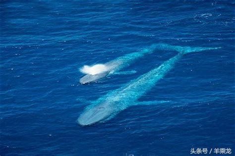 蓝鲸真的是有史以来最大的动物吗？这三种巨兽曾向它发起挑战