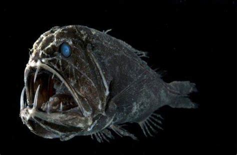 图看地球上11大最怪异的深海生物，食人魔鱼面相超恐怖_时尚_腾讯网