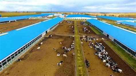 齐齐哈尔市：畜牧产业实现稳中向好快速发展_手机新浪网