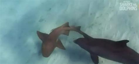 “鲨鱼不吃海豚”如此明显的谣言为何能甚嚣尘上？因为现实太残酷|海豚|鲨鱼|虎鲸_新浪新闻